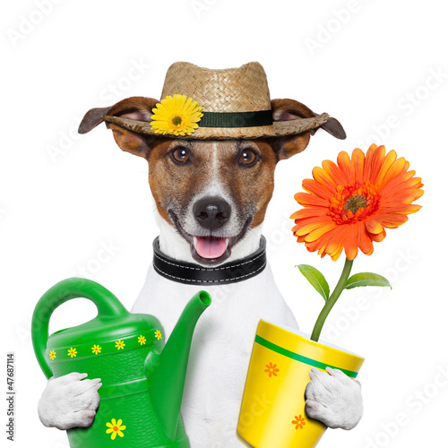 Photo: dog gardener dog gardener