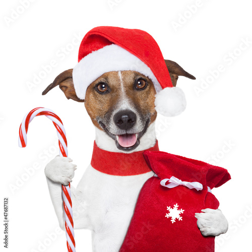 Photo: christmas dog christmas dog