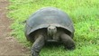 Galapagos Schildkröte