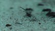 large ants crawling on the sand