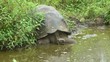 Riesenschildkröte trinkt