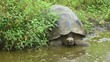 Riesenschildkröte am Tümpel