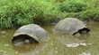 Riesenschildkröten im Wasser