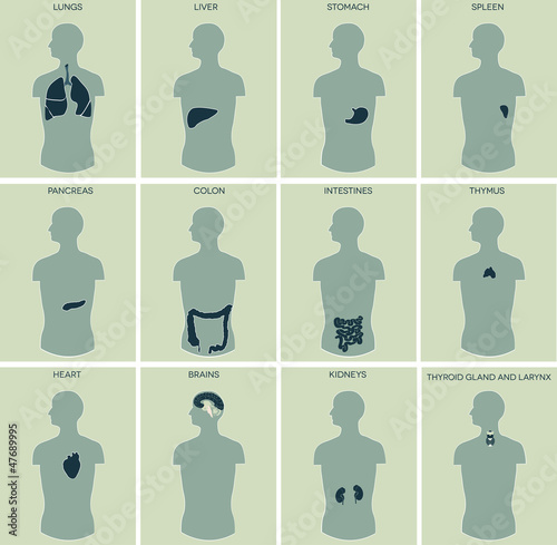 Vector: Human anatomy. Detailed diagram of various human organs. Human anatomy. Detailed diagram of various human organs.