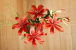 Foto: Lilium Lilium