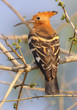 Photo: Hoopoe Hoopoe