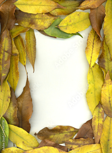Photo: Autumn leaves frame Autumn leaves frame