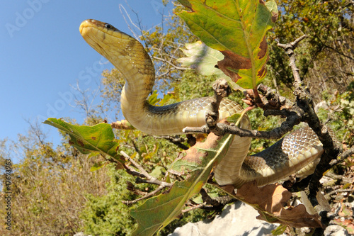 Photo: Aesculapian snake (Zamenis longissimus) on tree Aesculapian snake (Zamenis longissimus) on tree