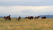 Video: caballos en pradera caballos en pradera