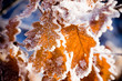 Frost on leaves