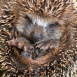 Hedgehog Baby close up