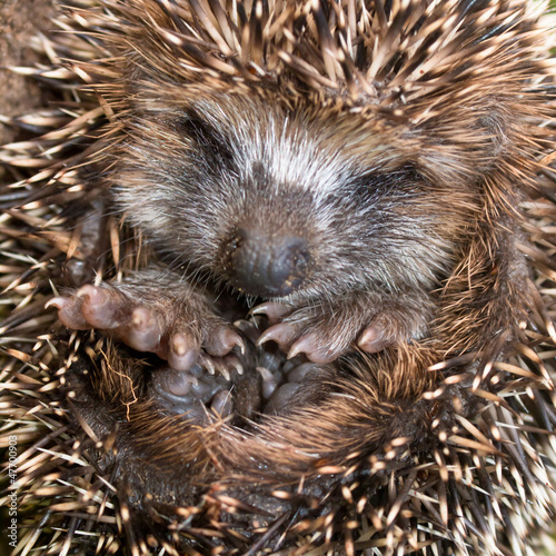 Photo: Hedgehog Baby close up Hedgehog Baby close up