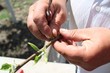 Foto: grafting tree grafting tree
