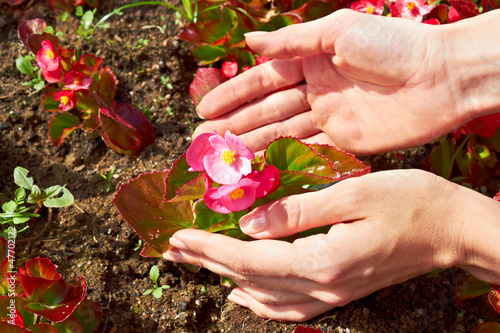 Photo: Gardening: pink begonia Gardening: pink begonia
