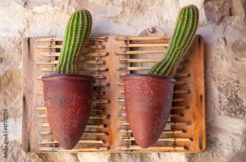 Photo: Cactus inside a pot Cactus inside a pot