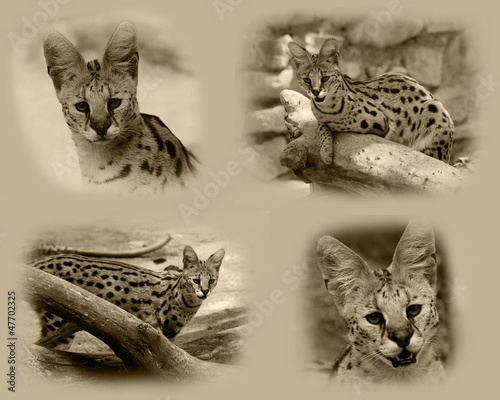 Photo: Serval African Wild Cat Serval African Wild Cat