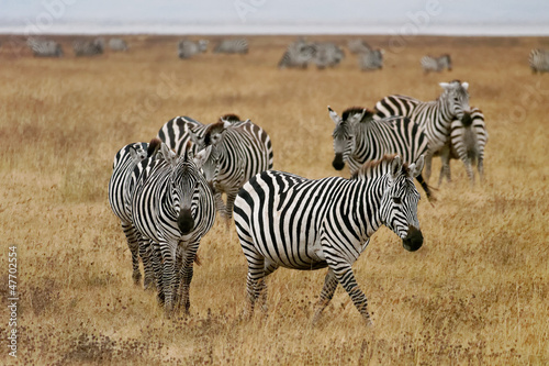 Photo: Ngorongoro zebras Ngorongoro zebras