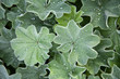 Frauenmantel (Alchemilla)