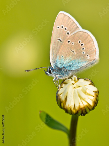 Photo: Mazarine Blue Butterfly on a flower Mazarine Blue Butterfly on a flower