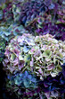 Foto: Fond, texture, végétal, hortensia, nature, séché, fleur Fond, texture, végétal, hortensia, nature, séché, fleur