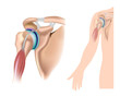 Shoulder anatomy with acromioclavicular joint, eps10