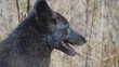 Black Coyote Looking