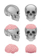 Vektor: Brain in skull Brain in skull