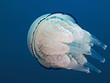 Lungenqualle, Wurzelmundqualle (Rhizstoma pulmo)