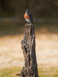Photo: Giant Kingfisher Giant Kingfisher
