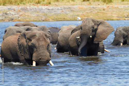 Photo: African Elephants African Elephants