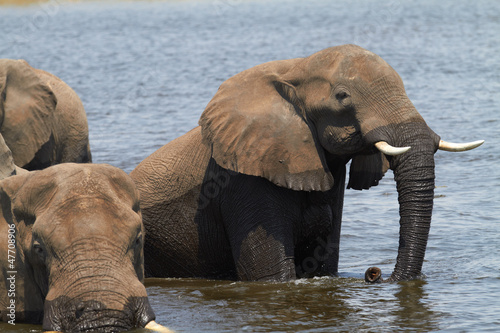 Photo: African Elephants African Elephants