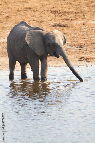 Photo: African Elephants African Elephants