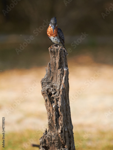 Photo: Giant Kingfisher Giant Kingfisher