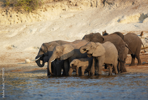 Photo: African Elephants African Elephants