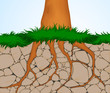 Vektor: The roots of trees can crack open rock as they grow The roots of trees can crack open rock as they grow