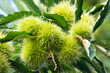 Chestnuts at summer time