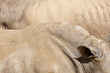 Skin of White Rhinoceros, Ceratotherium simum