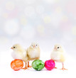 Osterküken mit pastellfarbenem Hintergrund