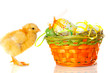 baby chicken and easter eggs on white