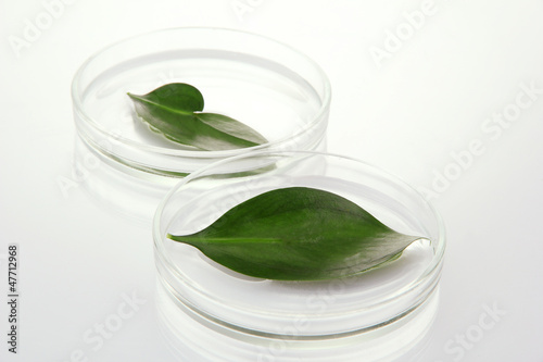 Photo: Genetically modified leaves tested in petri dishes isolated Genetically modified leaves tested in petri dishes isolated