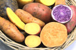bunte Kartoffeln