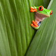 Rotaugenlaubfrosch