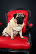 Hund Mops