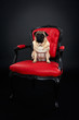 Hund Mops 2