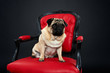 Hund Mops 3