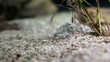 Focusing cuttlefish