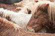 Wild poney