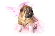 Chinese Shar-Pei Puppy