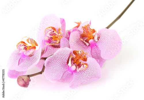 Photo: beautiful pink orchid, isolated on white beautiful pink orchid, isolated on white