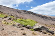 Photo: Yareta - Plantes de l'Altiplano Bolivie Yareta - Plantes de l'Altiplano Bolivie